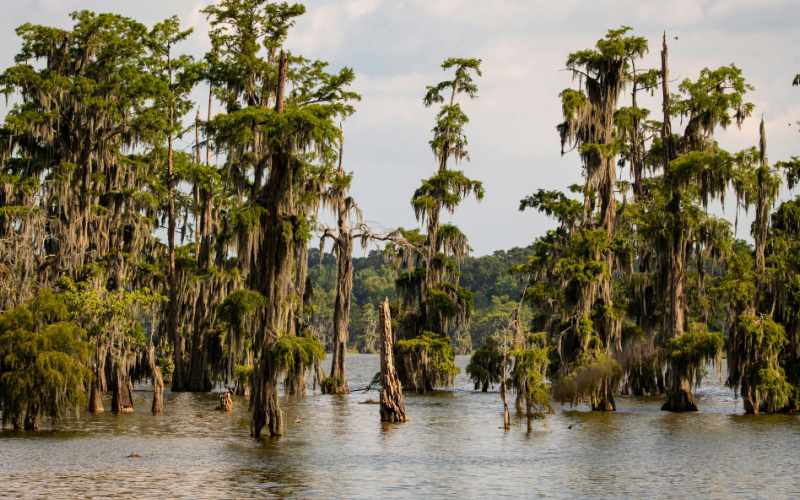 Keeping Livingston Parish Beautiful: Join Us for Love the Boot Week
